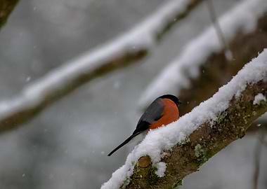 Bullfinch