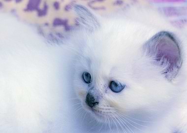 Sacred birman lilac kitten