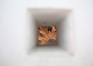 Momentary glimpse of autum