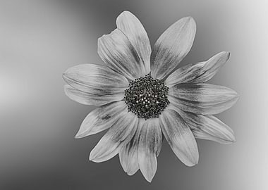 sunflower on texture