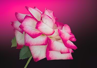 pink rose for holidays