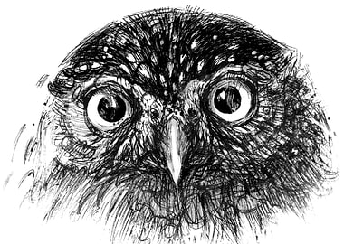 Owl illustration
