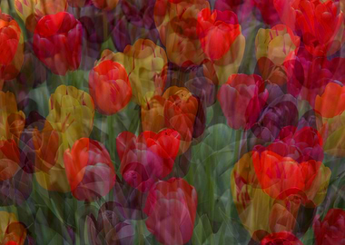 Tulips 2