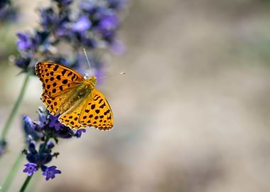 Butterfly on a lavender