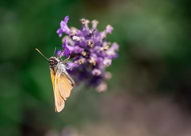 Butterfly on a lavender