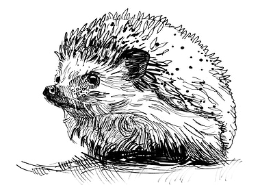 Hedgehog illustration