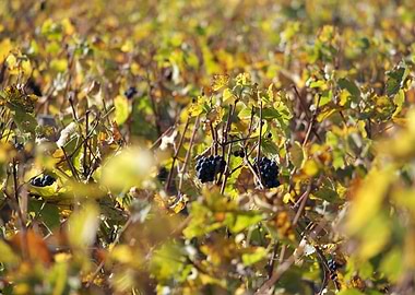 Burgundy vineyards 09