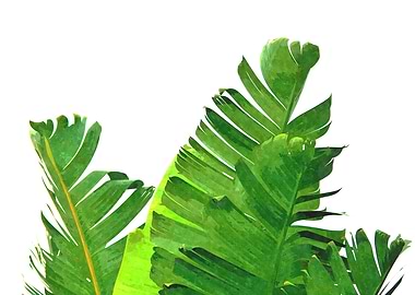 Banana Leaves