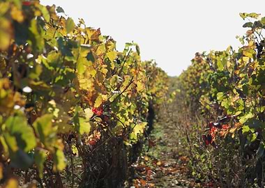 Burgundy vineyards 10