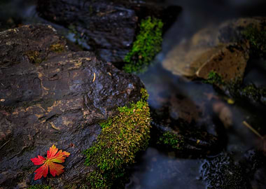 The Last Clutches of Fall