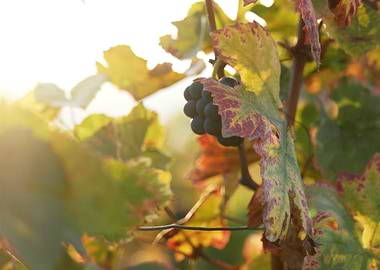 Burgundy vineyards 03