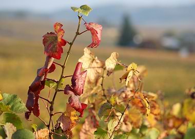 Burgundy vineyards 04
