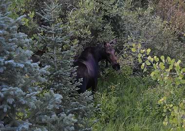 Moose in the Wild