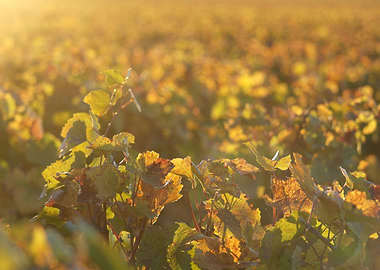 Burgundy vineyards 13