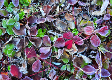 Autumn strawberry leaves