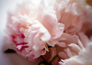Peonies flowers