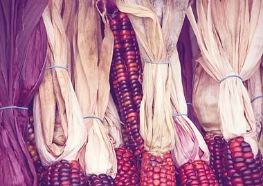 Traditional Autumn Corn