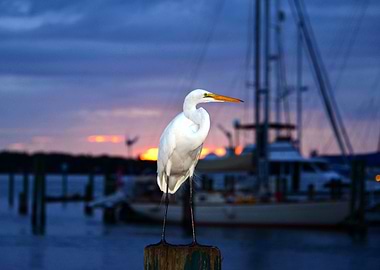 Great Egret at rest