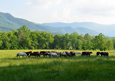 Horses in Cades Cove