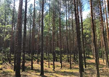 Polish Forest