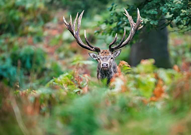 Autumn Deer