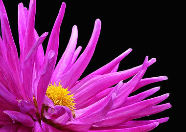 Pink Dahlia - Close Up!