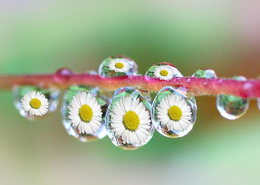 Raindrops and Daisies
