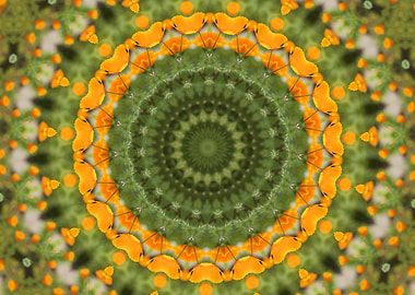 Make your Dreams come true