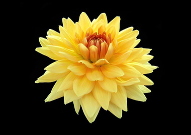 Yellow Dahlia Flower