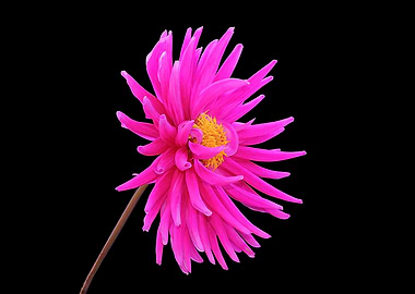 Pink Dahlia - Side On