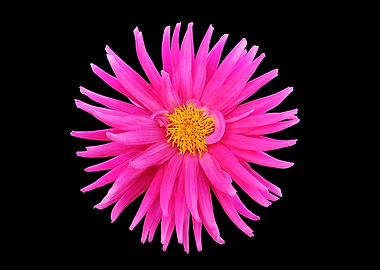 Pink Dahlia