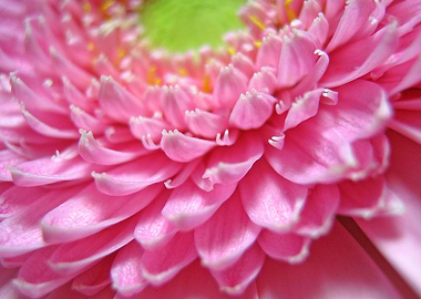 Pink Flower