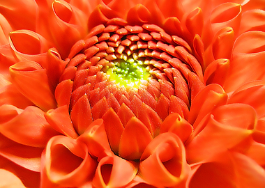 Orange Dahlia Flower