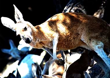 Kangaroo