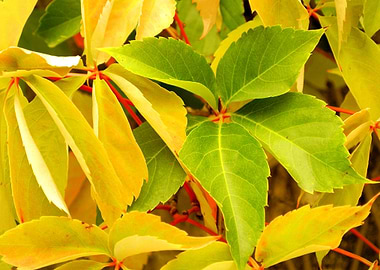 Autumn leaves resistance