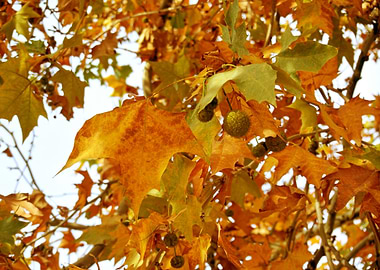 Autumn into the treetop