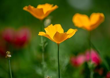 Beautiful Yellow Flower