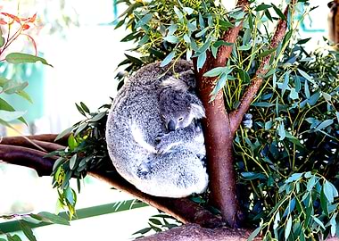 Koala