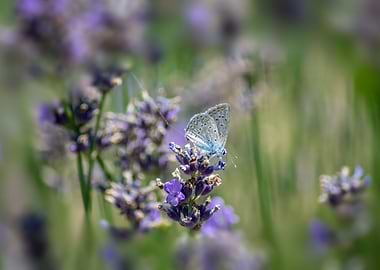 Butterfly on lavender