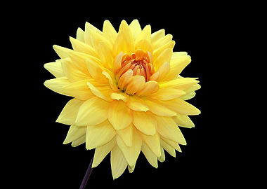 Yellow Dahlia Turning