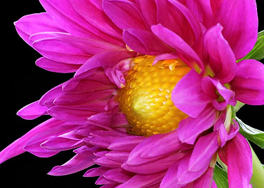 Pink Dahlia Closer Up