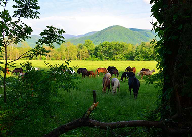 Horses in the mountains