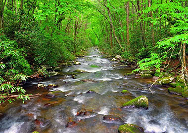 Smoky Mountain stream