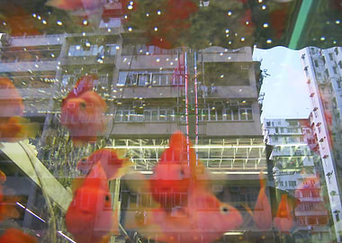 Small Fish in BIG Town