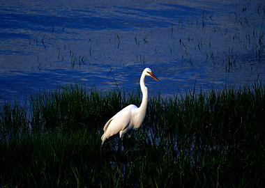 Egret at Sunset