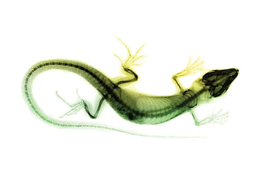 Gecko X Ray