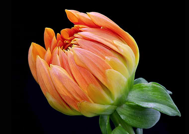 Orange Dahlia Bud
