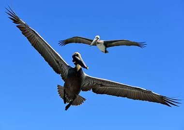 Brown Pelicans