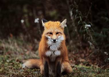 Fox