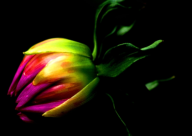 Dahlia Bud on Black